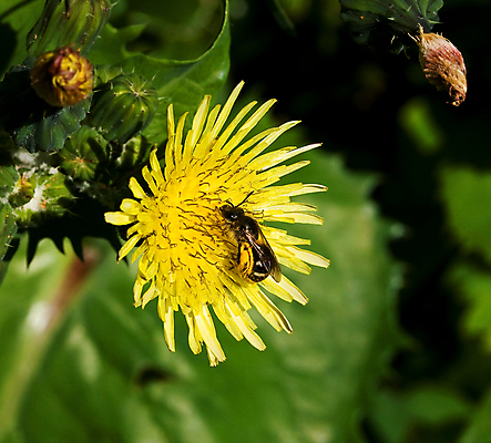 포토 JPG 해외이미지 꽃 야생동물 곤충 날개 자연 안테나 사람없음 초록색 여름 노란색 새싹 정원 벌 꽃가루 꿀 양봉장 해외202004 해외포토 식물 동물 계절 컬러 통신 가루 생태계 파일형식 이미지허브