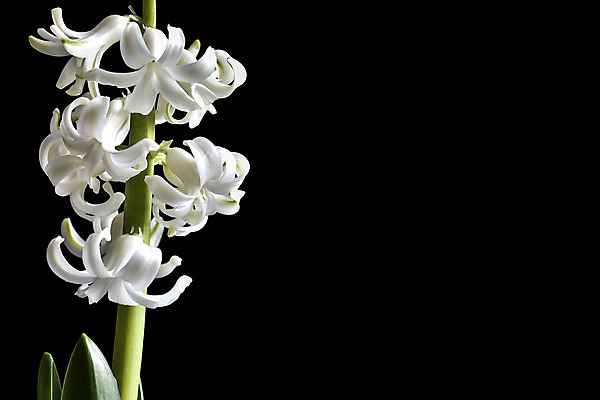 포토 JPG 해외이미지 식물 1 계절 꽃잎 꽃 줄기 꽃다발 백그라운드 잎 꽃무늬 패턴 자연 검은배경 선물 풍경 사람없음 장식 초록색 머리 검은색 봄 활발 성장 벚꽃 흰색 시골 신선 개화 오브젝트 싱글 원예 내추럴 히아신스 해외202004 해외포토 컬러 컨셉 무늬 취미 신체부위 생태계 파일형식 이미지허브