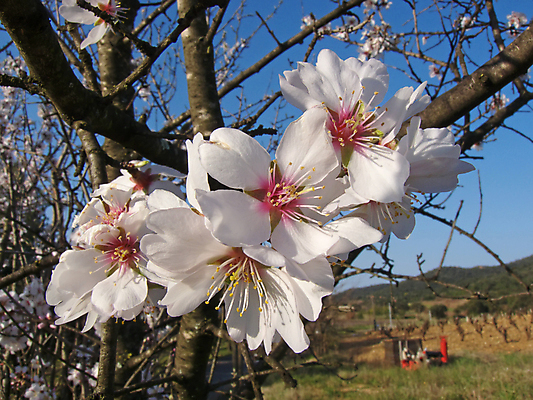 포토 JPG 해외이미지 나무 식물 꽃 분홍색 백그라운드 꽃무늬 자연 사람없음 장식 봄 벚꽃 흰색 나뭇가지 시간 개화 꽃집 부활 아몬드 해외202004 해외포토 계절 컬러 무늬 상점 견과류 생태계 파일형식 이미지허브