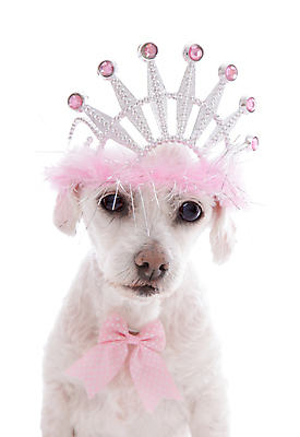 포토 JPG 해외이미지 동물 외관 리본 분홍색 왕관 생물 털 사람없음 반려동물 귀여움 흰색 개 강아지 보석 테리어 즐거움 활 흰배경 발레리나 솜털 여왕 송곳니 고립 챔피언 해외202004 해외포토 감정 컬러 백그라운드 컨셉 포유류 치아 광석 발레 파일형식 이미지허브