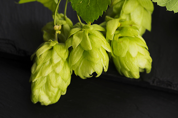 포토 JPG 해외이미지 잎 검은배경 실내 사람없음 세개 해외202004 홉 해외포토 식물 백그라운드 3 내부 검은색 파일형식 이미지허브