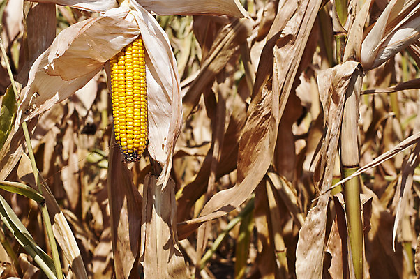 포토 JPG 해외이미지 식물 산업 음식 줄기 백그라운드 단풍 잎 농업 채소 옥수수 풍경 사람없음 야외 가로 초록색 여름 농작물 농장 환경 힘 일몰 에너지 수확 성장 농촌 일렬 연료 자원 세련 해외202004 해외포토 계절 컬러 곡류 노을 시골 파일형식 이미지허브