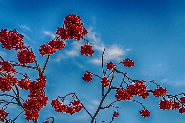 포토 JPG 해외이미지 나무 식물 계절 열매 음식 백그라운드 잎 겨울 채소 과일 자연 조류 하늘 추상 사람없음 야외 장식 빨간색 파란색 컬러풀 장미 우주 정원 냉동 얼음 추위 백발 가을 흰색 나뭇가지 신선 크리스탈 먹기 서리 야광 내추럴 반투명 해외202004 해외포토 자연요소 동물 헤어스타일 꽃 컬러 무늬 모션 빛 광석 생태계 파일형식 이미지허브