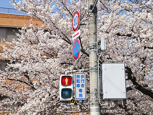 포토 JPG 해외이미지 식물 꽃잎 꽃 분홍색 꽃무늬 거리 경고 사람없음 빨간색 초록색 파란색 빛 금속 일본 봄 줄무늬 산책 금지 벚꽃 흰색 램프 도시 체리 보행자 보행로 도쿄 정상 주차 사인 속도 신호 법 먼지 규칙 교토 그만 길가 옛날 한계 해외202004 해외포토 계절 아시아 길 컬러 무늬 과일 재질 휴식 조명 파일형식 이미지허브