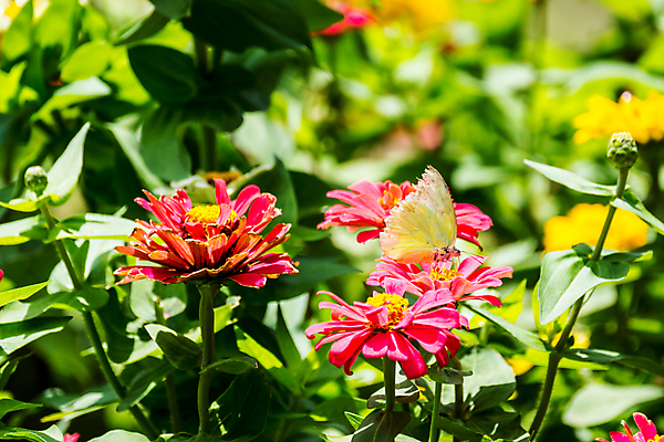 포토 JPG 해외이미지 나무 식물 꽃 분홍색 나비 백그라운드 잎 밭 자연 벽지 사람없음 초록색 여름 컬러풀 노란색 정원 맑음 신선 강렬 해외202004 해외포토 계절 컬러 곤충 농업 날씨 생태계 파일형식 이미지허브