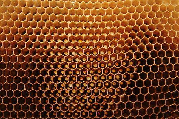 포토 JPG 해외이미지 모양 야생동물 음식 줄기 조각 곤충 백그라운드 컨셉 패턴 농업 자연 추상 세포 건강 사람없음 빛 농장 갈색 노란색 머리빗 업무 네트워크 달콤 애벌레 육각형 꿀 벌집 동물상 밀랍 수유 식민지 양봉 흥미 해외202004 해외포토 도형 식물 동물 산업 컬러 무늬 조형물 미용용품 작업 맛 벌레 생태계 파일형식 이미지허브