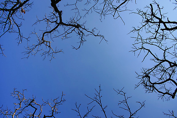 포토 JPG 해외이미지 나무 응시 계절 백그라운드 잎 겨울 패턴 자연 하늘 이끼 사람없음 야외 파란색 봄 성장 나뭇가지 신선 오픈 막대기 분위기 변화 숲 질감 머리위 산소 내추럴 벌거벗은 처음 해외202004 해외포토 식물 시선 컬러 컨셉 무늬 원소 생태계 파일형식 이미지허브