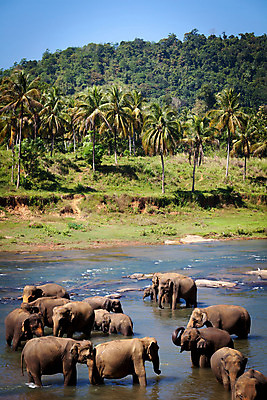 포토 JPG 해외이미지 나무 동물 구름 손 공원 아시아 호수 야생동물 여행 잎 포유류 자연 놀이 하늘 코끼리 미술 동양인 풍경 사람없음 야외 목재 빨간색 초록색 물 여름 강 노란색 맑음 아기 그룹 숲 큼 인도인 사파리 그림 질감 내추럴 해외202004 해외포토 자연요소 외국인 식물 계절 공공시설 나라 컬러 재료 날씨 문화예술 사람 인종 신체부위 크기 생태계 파일형식 이미지허브