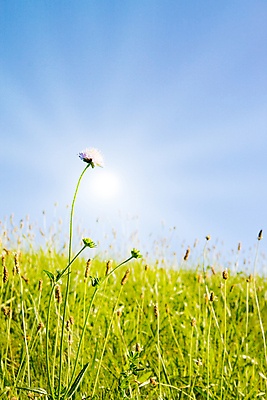 포토 JPG 해외이미지 식물 구름 계절 백그라운드 밭 자연 하늘 파노라마 풍경 잔디 사람없음 야외 초록색 여름 파란색 빛 컬러풀 햇빛 농장 노란색 환경 정원 맑음 봄 활발 시골 신선 땅 밭일 생태학 수평선 해외202004 해외포토 자연요소 교육 컬러 컨셉 농업 날씨 촬영기법 태양 생태계 파일형식 이미지허브
