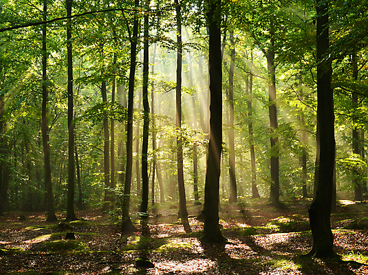 포토 JPG 해외이미지 나무 계절 공원 백그라운드 잎 자연 아침 그림자 풍경 사람없음 야외 목재 초록색 여름 빛 햇빛 태양 걷기 일출 환경 침묵 봄 새벽 하이킹 안개 광선 가을 나뭇가지 시골 숲 신비 오솔길 장면 공상 마법 삼림지대 해외202004 해외포토 주간 자연요소 식물 공공시설 길 컬러 컨셉 재료 모션 레저 날씨 노을 소리 생태계 파일형식 이미지허브