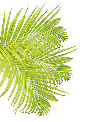 포토 JPG 해외이미지 나무 식물 줄기 백그라운드 잎 패턴 곡선 자연 손바닥 사람없음 초록색 여름 성장 흰색 나뭇가지 숲 코코넛 고립 해외202004 해외포토 손 계절 선 컬러 무늬 과일 생태계 파일형식 이미지허브