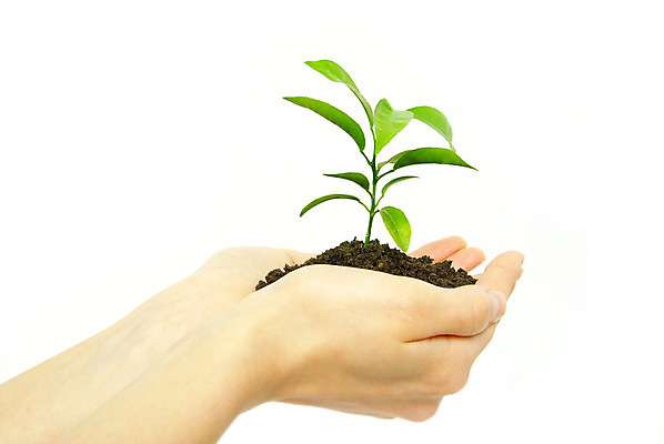 포토 JPG 해외이미지 식물 손 줄기 컨셉 잎 비즈니스 손가락 자연 성공 아이디어 들기 안전 사람없음 초록색 빛 글로벌 햇빛 새싹 흙 엄지손가락 성장 작음 피부 상승 테마 해외202004 해외포토 컬러 모션 신체부위 태양 크기 생태계 파일형식 이미지허브