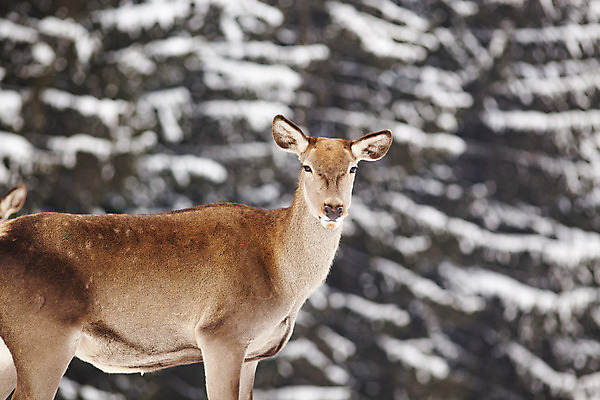 포토 JPG 해외이미지 주간 유럽 야생동물 겨울 사슴 사람없음 야외 숲 눈내림 해외202004 해외포토 자연요소 동물 계절 나라 포유류 눈_날씨 파일형식 이미지허브