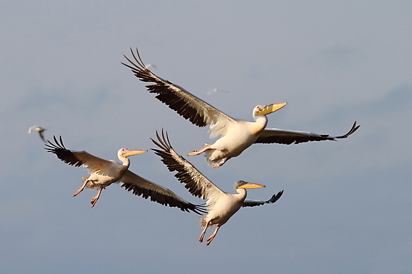 포토 JPG 해외이미지 동물 야생동물 오렌지 자연 조류 하늘 성인 사람없음 야외 파란색 검은색 회색 흰색 행운 그룹 큼 펠리컨 깃털 부리 물새 철새 루마니아 내추럴 다뉴브강 단아함 동물상 해외202004 해외포토 유럽 컬러 컨셉 과일 사람 조형물 크기 생태계 파일형식 이미지허브
