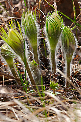 포토 JPG 해외이미지 식물 계절 꽃 잎 자연 사람없음 봄 러시아 해외202004 해외포토 유럽 생태계 파일형식 이미지허브