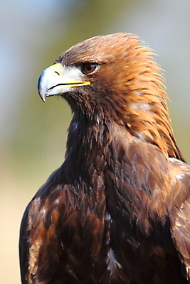 포토 JPG 해외이미지 야생동물 자연 조류 사람없음 머리 황금 큼 깃털 부리 독수리 육식동물 사냥꾼 계산서 해외202004 해외포토 동물 직업 신체부위 크기 생태계 파일형식 이미지허브