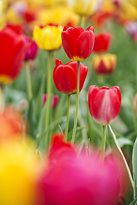 포토 JPG 해외이미지 식물 계절 공원 꽃 꽃다발 백그라운드 잎 꽃무늬 밭 자연 부활절 발렌타인데이 3 사람없음 야외 빨간색 초록색 여름 컬러풀 햇빛 태양 노란색 정원 보라색 침묵 봄 튤립 벚꽃 광선 축하 신선 닫기 5월 꽃집 엽서 내추럴 강렬 블러 해외202004 해외포토 자연요소 공공시설 기념일 컬러 컨셉 무늬 농업 모션 데이이벤트 상점 소리 날짜 편지 생태계 파일형식 이미지허브