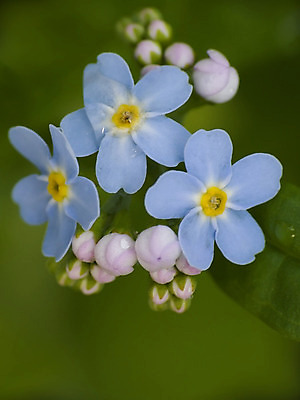 포토 JPG 해외이미지 식물 꽃잎 꽃 자연 사람없음 초록색 파란색 노란색 해외202004 해외포토 컬러 생태계 파일형식 이미지허브