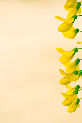 포토 JPG 해외이미지 나무 식물 계절 꽃잎 꽃 음식 백그라운드 잎 재료 자연 건강 요리 사람없음 야외 치료 초록색 약 노란색 검은색 봄 벚꽃 흰색 나뭇가지 신선 개화 차 약초 다발 약국 먹기 허브 향기 꿀 메뚜기 내추럴 아카시아 해외202004 해외포토 음료 컬러 곤충 의학 모션 풀_식물 생태계 냄새 파일형식 이미지허브