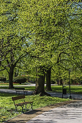 포토 JPG 해외이미지 나무 공원 백그라운드 벤치 자연 휴식 풍경 사람없음 평화 봄 도시 보행로 그리너리 해외202004 해외포토 식물 계절 공공시설 길 컨셉 의자 생태계 파일형식 트랜드컬러 이미지허브