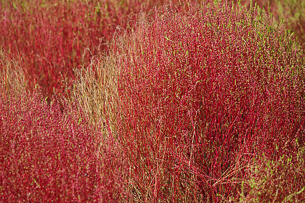 포토 JPG 해외이미지 주간 식물 구름 공원 꽃 자연 하늘 사람없음 빨간색 초록색 컬러풀 햇빛 정원 일본 맑음 활발 가을 개화 변화 강렬 해외202004 해외포토 자연요소 계절 공공시설 아시아 컬러 컨셉 날씨 태양 생태계 파일형식 이미지허브