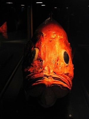 포토 JPG 해외이미지 바다 자연 유리 노르웨이 어류 사람 사람없음 빨간색 물 파란색 반사 수영 게 흰색 장어 쇼 수족관 해외202004 해외포토 자연요소 유럽 컬러 재질 갑각류 수중동물 수상스포츠 생태계 파일형식 이미지허브