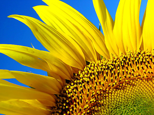 포토 JPG 해외이미지 식물 꽃잎 꽃 꽃무늬 패턴 농업 자연 해바라기 씨앗 사람없음 여름 컬러풀 노란색 벚꽃 시골 개화 닫기 묘사 내추럴 고립 해외202004 해외포토 계절 산업 컬러 무늬 모션 생태계 파일형식 이미지허브