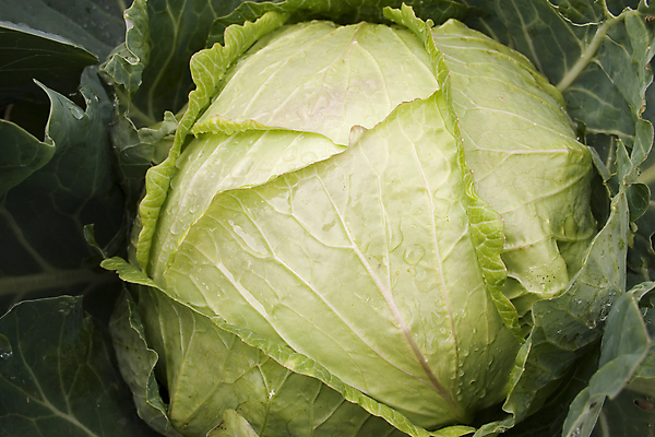 포토 JPG 해외이미지 식물 음식 백그라운드 잎 농업 다이어트 채소 재료 자연 건강 사람없음 초록색 농장 머리 정원 식사 샐러드 수확 성장 시골 신선 시장 먹기 유기농 양배추 날것 내추럴 밭일 채식주의자 해외202004 해외포토 웰빙 산업 컬러 모션 신체부위 생태계 채식 파일형식 이미지허브