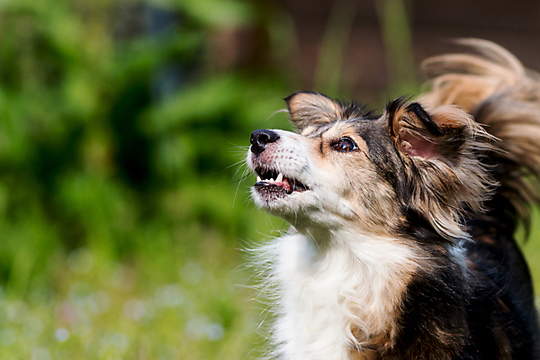 포토 JPG 해외이미지 동물 응시 행복 얼굴 포유류 자연 놀이 미소 사람없음 야외 초록색 여름 반려동물 장난감 달리기 갈색 노란색 흰색 기다림 황금 개 리트리버 강아지 작음 송곳니 기르기 무료 해외202004 해외포토 시선 계절 감정 컬러 모션 표정 신체부위 치아 크기 생태계 돌봄 파일형식 이미지허브