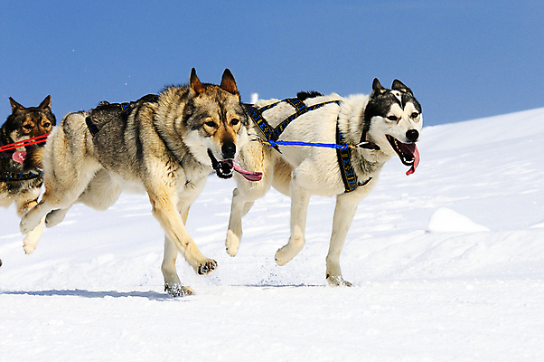포토 JPG 해외이미지 얼굴 스포츠 겨울 휴식 산 사람없음 컵 반려동물 달리기 경쟁 운전 추위 분노 흰색 개 승차 북극 속도 썰매 마차 북쪽 대회 알래스카 송곳니 거짓말 기르기 시베리아 해외202004 해외포토 동물 식기 계절 감정 교통수단 컬러 컨셉 포유류 모션 신체부위 미국 치아 극지방 방향 돌봄 파일형식 이미지허브