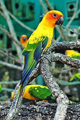 포토 JPG 해외이미지 동물 커플 행복 야생동물 백그라운드 오렌지 가족 자연 조류 하늘 사랑 풍경 사람없음 빨간색 초록색 반려동물 컬러풀 태양 노란색 검은색 미니어처 흰색 고리 그룹 황금 닫기 먹기 깃털 부리 앵무새 계산서 내추럴 이국적 유대감 해외202004 해외포토 자연요소 감정 컬러 과일 관계 모션 모형 생태계 파일형식 이미지허브