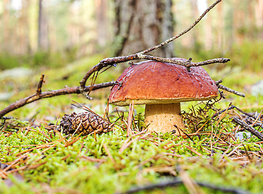 포토 JPG 해외이미지 자연 바닥 이끼 사람없음 초록색 갈색 버섯 가을 맛 숲 생물학 곰팡이 그물버섯 땅바닥 식용 짠맛 해외202004 해외포토 계절 교육 컬러 컨셉 생태계 파일형식 이미지허브