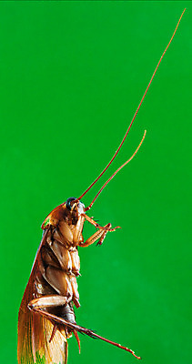 포토 JPG 해외이미지 동물 1 곤충 백그라운드 날개 자연 안테나 사람없음 갈색 짜증 해충 벌레 딱정벌레 오브젝트 각도 고립 해외202004 해외포토 감정 컬러 통신 생태계 파일형식 이미지허브