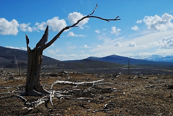 포토 JPG 해외이미지 나무 식물 자연 하늘 산 건조 풍경 사람없음 목재 환경 회색 죽음 숲 언덕 뿌리 생태학 옛날 해외202004 해외포토 교육 컬러 재료 생태계 파일형식 이미지허브