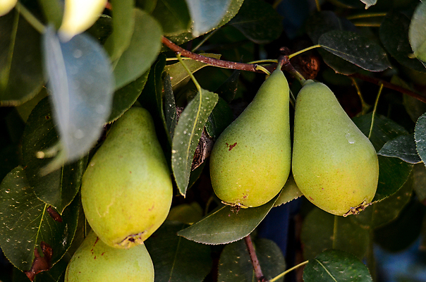 포토 JPG 해외이미지 나무 커플 음식 백그라운드 잎 과일 자연 귤 건강 사람없음 초록색 여름 노란색 봄 흰색 나뭇가지 신선 쌍 맛 아침식사 먹기 유기농 보케 슛 고립 더블 해외202004 해외포토 식물 웰빙 계절 컬러 컨셉 관계 모션 식사 생태계 파일형식 이미지허브