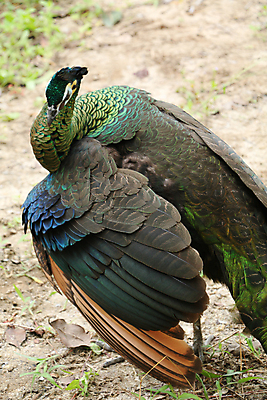 포토 JPG 해외이미지 나무 동물 1 야생동물 백그라운드 잎 오렌지 노래 자연 조류 휴식 종류 앉기 사람없음 야외 빨간색 초록색 여름 파란색 우주 봄 회색 바위 흰색 나뭇가지 공작 묘사 싱글 생물학 서식지 생태학 해외202004 해외포토 식물 계절 교육 음악 컬러 컨셉 과일 모션 돌_바위 생태계 파일형식 이미지허브