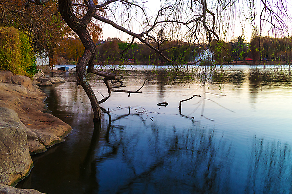 포토 JPG 해외이미지 나무 호수 아프리카 자연 풍경 사람없음 물 반사 침묵 해외202004 해외포토 자연요소 식물 나라 소리 생태계 파일형식 이미지허브