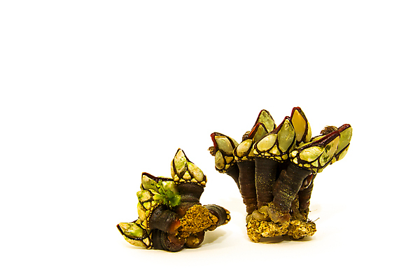 포토 JPG 해외이미지 동물 야생동물 음식 바다 백그라운드 겨울 자연 조개 연체동물 갑각류 어류 사람없음 가로 물 여름 검은색 수중 껍질 바위 흰색 신선 그룹 닫기 해산물 싱글 질감 내추럴 고립 등딱지 식품점 해외202004 해외포토 자연요소 계절 컬러 모션 어패류 무척추동물 상점 수중동물 돌_바위 생태계 파일형식 이미지허브