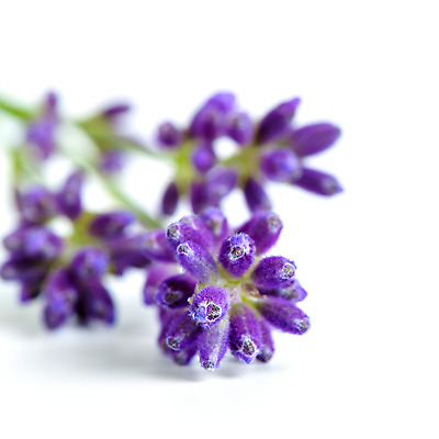 포토 JPG 해외이미지 식물 꽃 백그라운드 꽃무늬 자연 사람없음 여름 약 정원 보라색 흰색 다발 허브 향수 유기농 원예 향기 냄새 아로마 향 아로마테라피 라벤더 라일락 내추럴 고립 해외202004 해외포토 웰빙 계절 컬러 무늬 의학 취미 화장품 생태계 테라피 파일형식 이미지허브