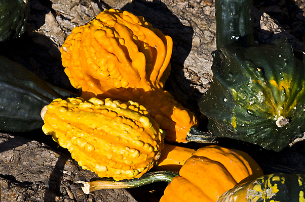 포토 JPG 해외이미지 나무 계절 음식 벽 줄기 밭 채소 오렌지 재료 자연 호박 사람없음 야외 장식 빨간색 농장 갈색 노란색 바구니 우주 환경 침묵 미니어처 할로윈 수확 가을 등불 시장 무서움 심볼 추수감사절 스쿼시 가면무도회 많음 해외202004 해외포토 식물 감정 기독교 스포츠 컬러 컨셉 농업 과일 조명 구기 모형 소리 생태계 무도회 파일형식 이미지허브