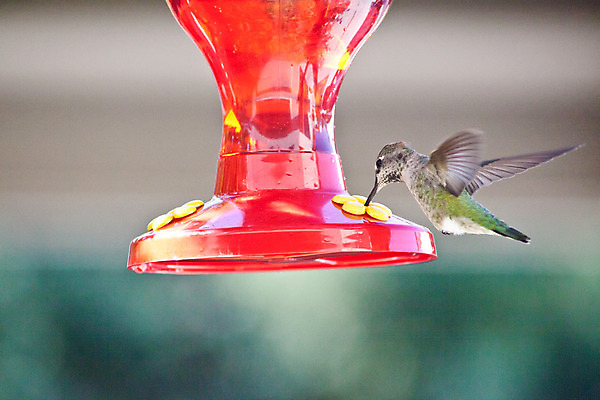 포토 JPG 해외이미지 동물 1 여자 야생동물 날개 모션 자연 조류 사람없음 야외 공중 초록색 컬러풀 정원 작음 깃털 속도 싱글 부리 캘리포니아 꿀 동물상 벌새 수유 해외202004 해외포토 컬러 사람 조형물 미국 크기 생태계 파일형식 이미지허브