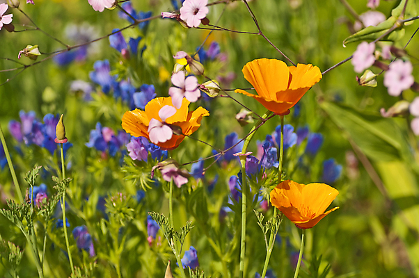 포토 JPG 해외이미지 식물 계절 꽃잎 꽃 줄기 잎 꽃무늬 밭 오렌지 자연 종류 사람없음 야외 초록색 여름 빛 컬러풀 노란색 정원 봄 활발 성장 벚꽃 흰색 시골 침대 신선 개화 묘사 캘리포니아 양귀비 해외202004 해외포토 컬러 가구 컨셉 무늬 농업 과일 미국 생태계 파일형식 이미지허브