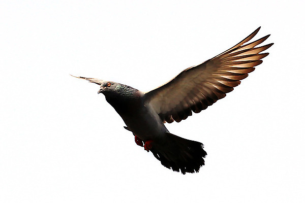 포토 JPG 해외이미지 나무 동물 야생동물 바다 포즈 백그라운드 날개 자연 조류 하늘 사람없음 야외 반려동물 희망 자유 깃털 사인 비둘기 물새 해외202004 해외포토 식물 감정 컨셉 생태계 파일형식 이미지허브