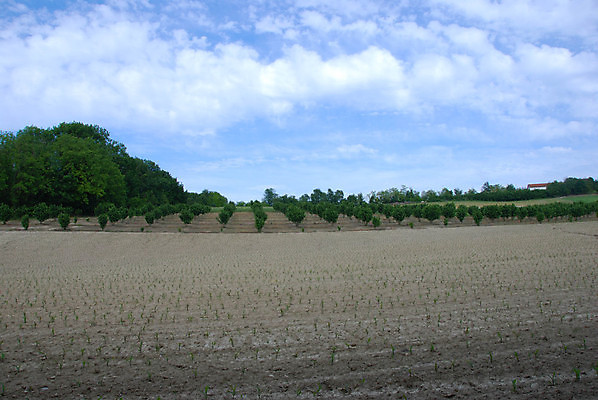 포토 JPG 해외이미지 나무 식물 구름 벽 여행 밭 농업 과일 건축양식 자연 하늘 풍경 사람없음 야외 건물 여행객 탑 군인 견과류 바위 시골 성 수비 역사 땅 언덕 내추럴 바이오 심기 옛날 헤이즐넛 개암 해외202004 해외포토 자연요소 직업 건축물 열매 건축 산업 모션 사람 돌_바위 생태계 국군 파일형식 이미지허브