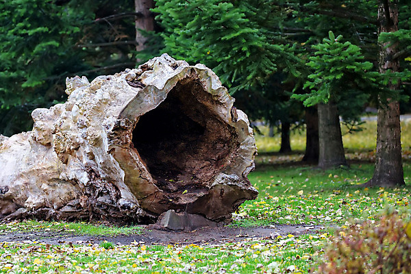 포토 JPG 해외이미지 나무 야생동물 밭 자연 사람없음 목재 초록색 숲 언덕 공터 옛날 해외202004 해외포토 식물 동물 컬러 농업 재료 생태계 파일형식 이미지허브