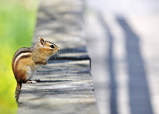 포토 JPG 해외이미지 동물 야생동물 포유류 자연 사람없음 야외 울타리 설치류 숲 해외202004 해외포토 담장 생태계 파일형식 이미지허브