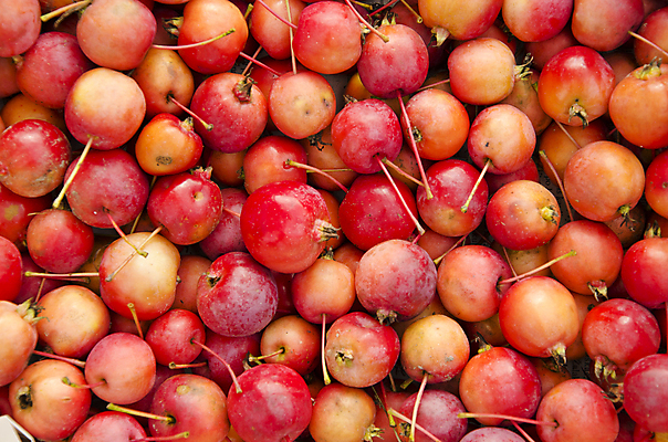 포토 JPG 해외이미지 계절 음식 백그라운드 농업 다이어트 오렌지 과일 자연 디저트 건강 사람없음 빨간색 컬러풀 햇빛 정원 맑음 수확 성장 가을 신선 그룹 달콤 사과 다발 먹기 상쾌 유기농 원예 흙더미 숙성 식용 채식주의자 해외202004 해외포토 웰빙 감정 산업 컬러 모션 날씨 취미 태양 흙 맛 생태계 채식 파일형식 더미 이미지허브