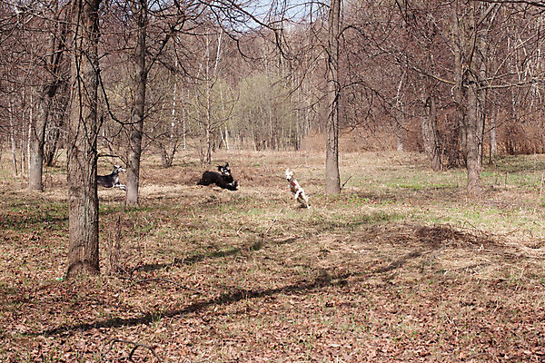 포토 JPG 해외이미지 나무 식물 동물 응시 행복 자연 놀이 3 동양인 사람없음 가로 반려동물 달리기 검은색 봄 우정 흰색 개 매끈함 숲 4월 만족 사냥개 육식동물 해외202004 해외포토 시선 계절 감정 컬러 포유류 모션 인종 친구 감각 날짜 생태계 파일형식 이미지허브