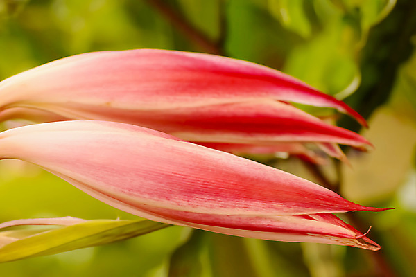 포토 JPG 해외이미지 식물 꽃 분홍색 백그라운드 태국 자연 사랑 미술 사람없음 정원 보라색 벚꽃 흰색 우수 해외202004 해외포토 감정 아시아 컬러 문화예술 절기 생태계 파일형식 이미지허브