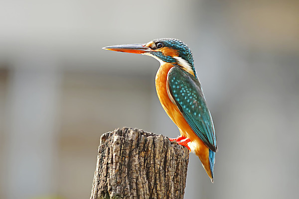 포토 JPG 해외이미지 나무 동물 여자 남자 아시아 얼굴 야생동물 백그라운드 날개 태국 자연 조류 사람없음 야외 목재 가로 초록색 컬러풀 머리 환경 나뭇가지 막대기 닫기 숲 깃털 꼬리 부리 서식지 물총새 생태학 해외202004 해외포토 식물 교육 나라 컬러 재료 모션 사람 신체부위 생태계 파일형식 이미지허브